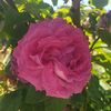 nuriy459