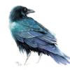 blue.raven.hawk