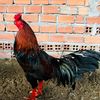 hoang_anhhung0