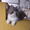 olie_catt