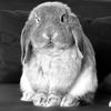 Goma The Holland Lop