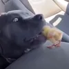 dyi9lrfrhmde