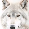 wolfmountains18