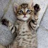 gatoo09ygy