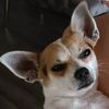 rocky_in_the_house
