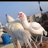 khanchlub