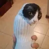 sock_cat78