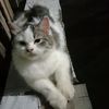 lalit.duana12