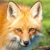 introvertedfox0