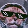 pxnc_alex