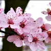 esti_flower20