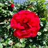 bb.marikit_21