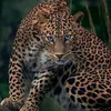 rtigre6868