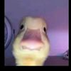 devoutduck90454