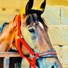 abdo_aldroesh
