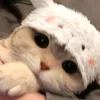 zyntotie