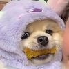 doghome_little