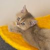 simbacat_cat