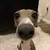 anh.em.concac