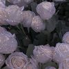 strawberrie_95
