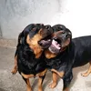 Cachorrosdomar