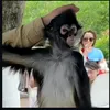 xsvleonx