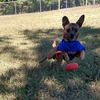 chickennugget_the_pup