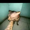 spahyooooooo