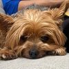 doglover.95