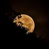 ngocyen_1196