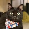 blackmeowlove