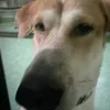 nldhw