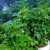 ban.hien.binh.an8899