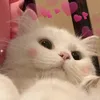 degitaa_123