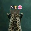mssnadiifo3