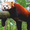 redpanda865