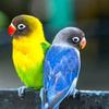 lovebirds5425