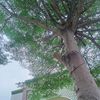 mamahnarara4