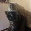 eryka_the_persian_cat