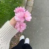 betulats__