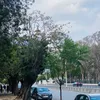 araujo_rafa4