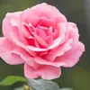 feonahashley9