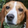 houndrescue626