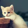 aqtmdajptm0088