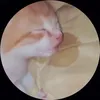 meowippz