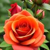 rofikislam678