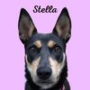 stellathekelpie21