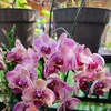 rh.orchids