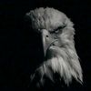 cabdi__bashaash11
