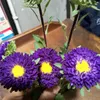 colourfuldream09